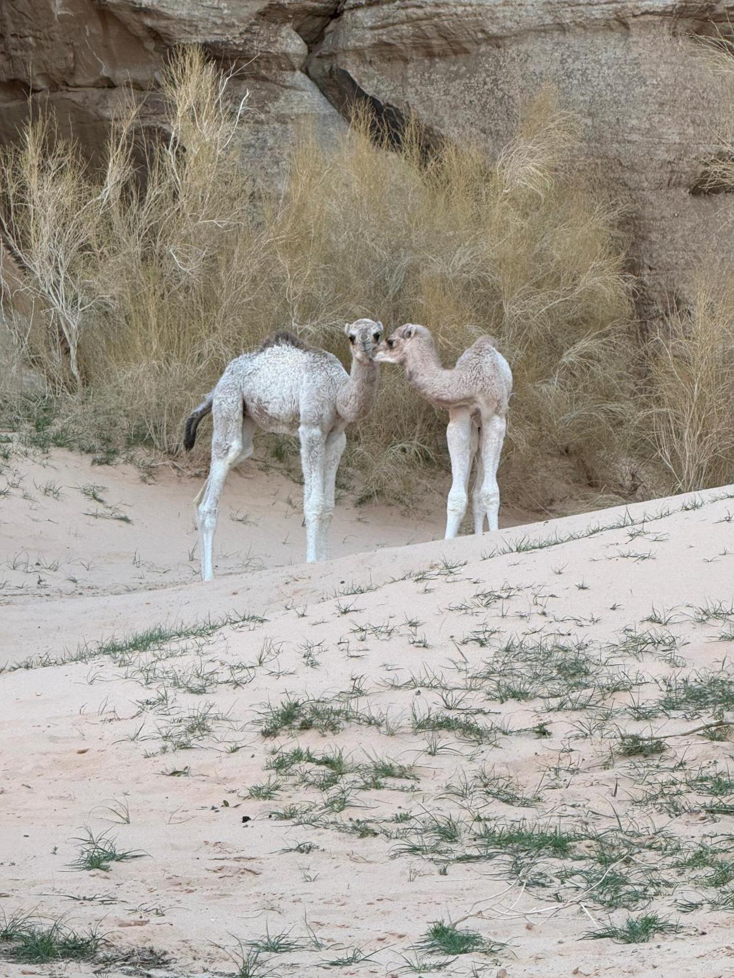 Desert Bird Camp 瓦迪拉姆 外观 照片