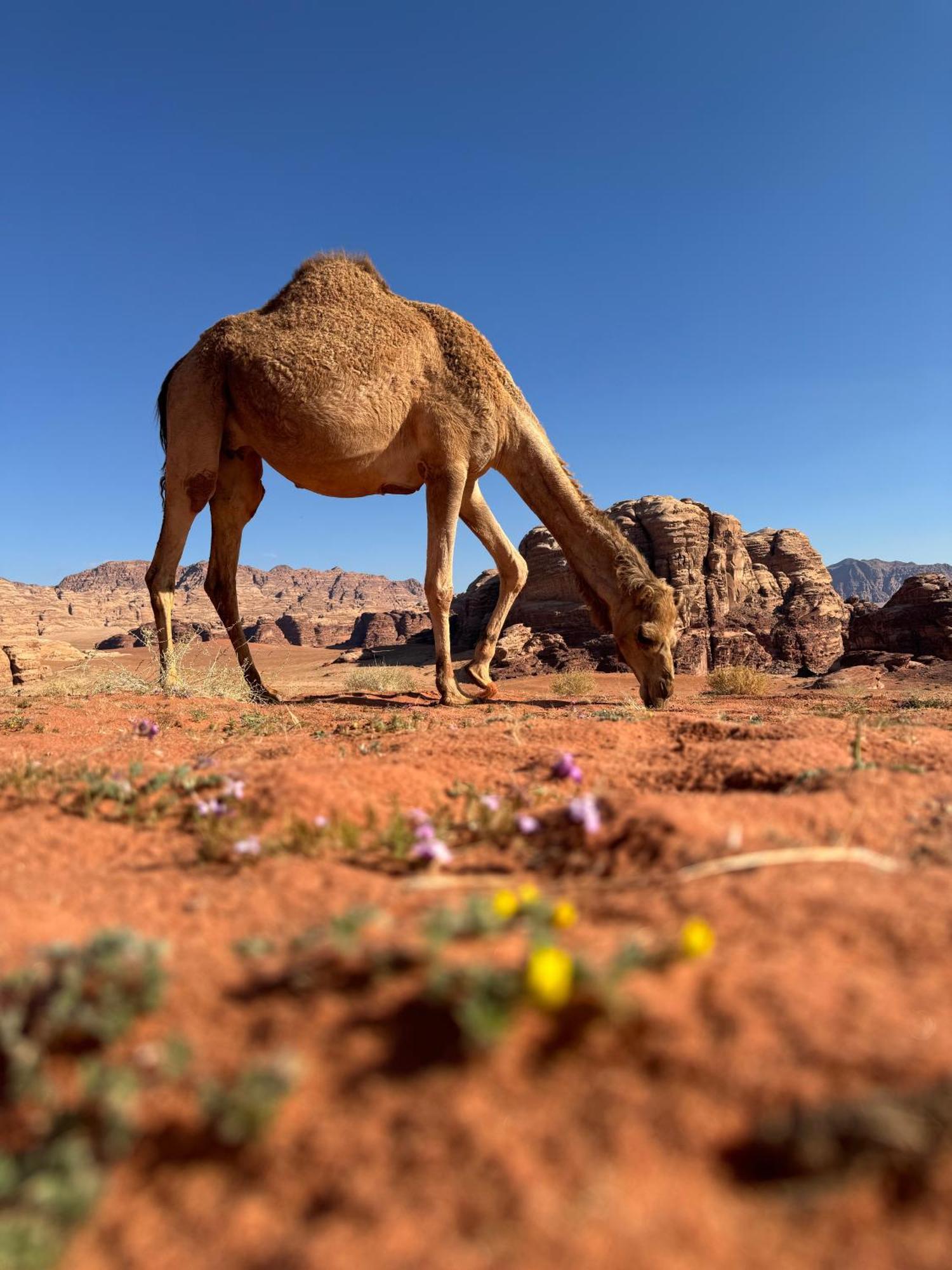 Desert Bird Camp 瓦迪拉姆 外观 照片