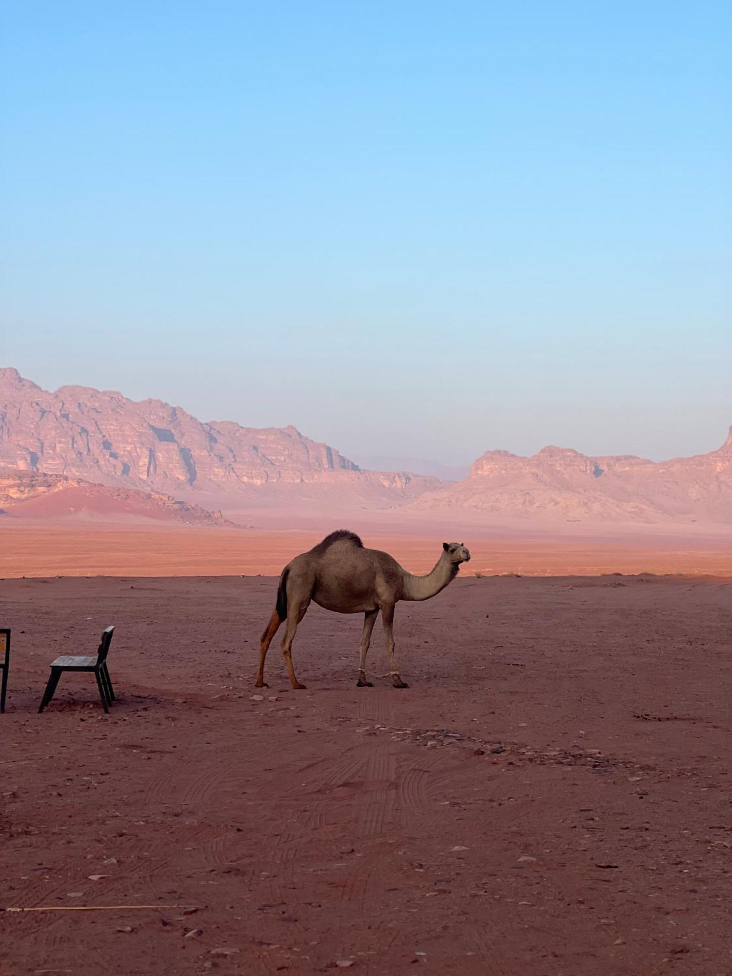 Desert Bird Camp 瓦迪拉姆 外观 照片